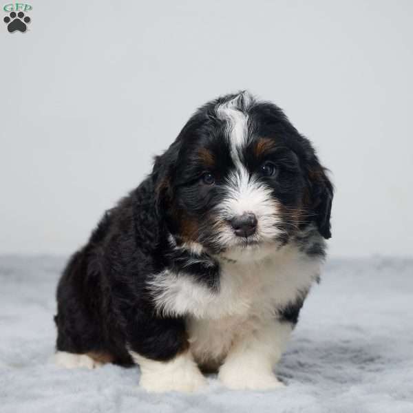 Jake, Mini Bernedoodle Puppy